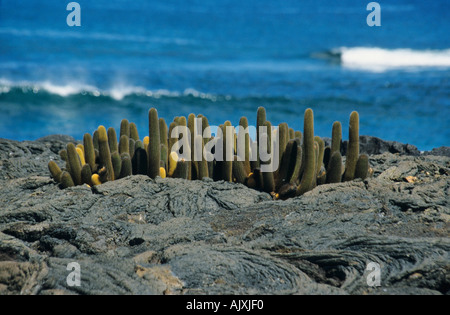 Cactus di lava Brachycereus nesioticus Foto Stock