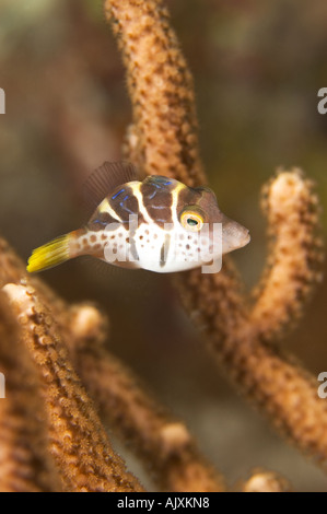 Il novellame di imitare Filefish Paraluteres prionurus Yap Micronesia Oceano Pacifico Foto Stock