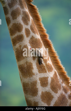 Redbilled oxpecker Buphagus erythrorhynchus su giraffe Parco Nazionale Kruger Sud Africa Foto Stock
