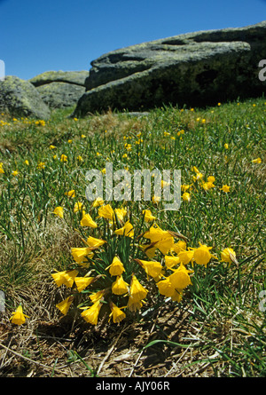 Narcissus bulbocodium o Hoop petticoat daffodil cresce allo stato selvatico nelle montagne Estrella, Portogallo Europa UE Foto Stock