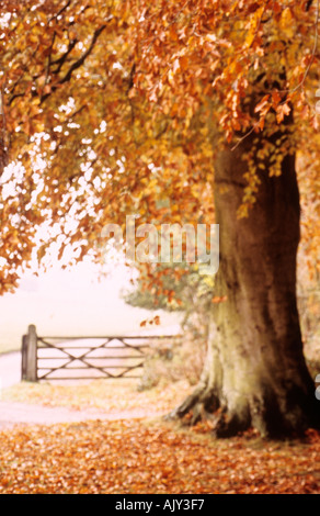 Comune di faggio o Fagus sylvatica in autunno o cadere accanto a una fattoria e lane Foto Stock