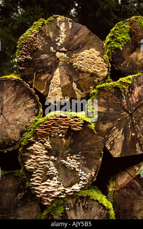 Vecchi log con MOSS E FUNGHI DI BOSCO INGLESE UK Foto Stock