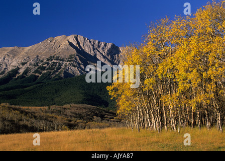 Aspen alberi Livingstone gamma Burmis Alberta Foto Stock