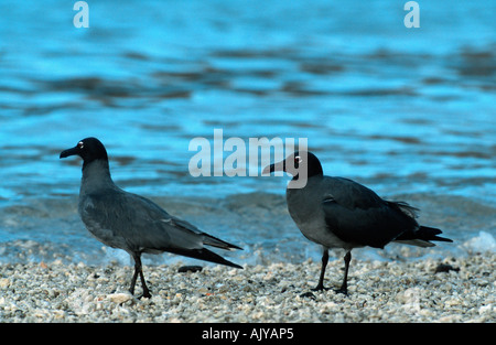 Leucophaeus fuliginosus Foto Stock