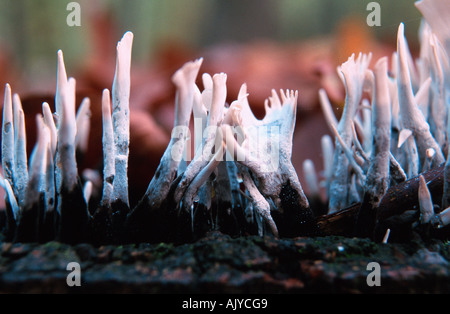 Candela-tabacco da fiuto fungo / Geweihfoermige Holzkeule Foto Stock