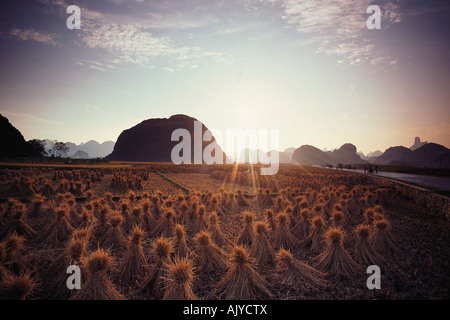 Cina. Provincia di Guangxi. Yangshuo. Paesaggio di raccolta del riso all'alba. Foto Stock