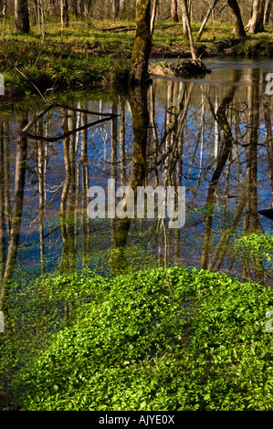 Alberi riflessa in allagato in movimento lento flusso in Cades Cove, Great Smoky Mountains National Park, Tennessee, Stati Uniti d'America Foto Stock