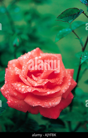 Singola, Red Rose fiore cresce in un giardino inglese. Coperti di gocce di pioggia. Foto Stock