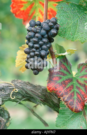 Grappolo di uva / Weintrauben am Rebstock Foto Stock