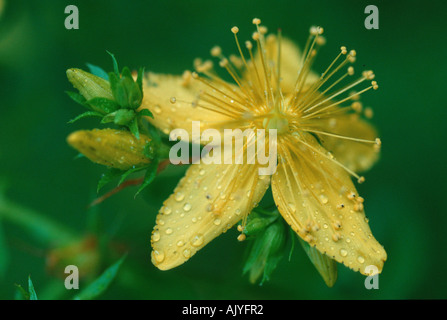 Perforare l'erba di San Giovanni / Tuepfeljohanniskraut / Echtes Johanniskraut Foto Stock