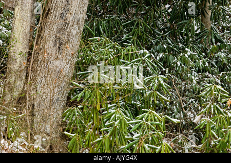 Spolveratura di aprile la neve su alberi in boschi decidui 'dogwood inverno', Great Smoky Mountains National Park, Tennessee, Stati Uniti d'America Foto Stock