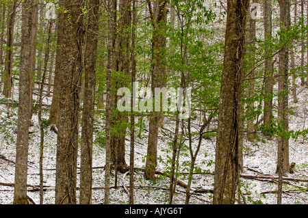 Spolveratura di aprile la neve su alberi in boschi decidui 'dogwood inverno', Great Smoky Mountains National Park, Tennessee, Stati Uniti d'America Foto Stock