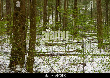 Spolveratura di aprile la neve su alberi in boschi decidui 'dogwood inverno', Great Smoky Mountains National Park, Tennessee, Stati Uniti d'America Foto Stock