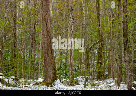 Spolveratura di aprile la neve su alberi in boschi decidui 'dogwood inverno', Great Smoky Mountains National Park, Tennessee, Stati Uniti d'America Foto Stock