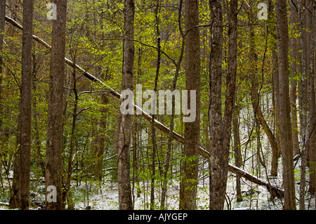 Spolveratura di aprile la neve su alberi in boschi decidui 'dogwood inverno', Great Smoky Mountains National Park, Tennessee, Stati Uniti d'America Foto Stock