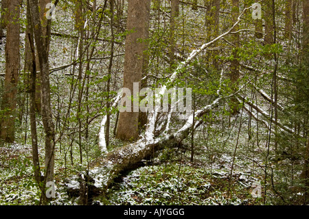 Spolveratura di aprile la neve su alberi in boschi decidui 'dogwood inverno', Great Smoky Mountains National Park, Tennessee, Stati Uniti d'America Foto Stock