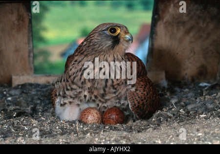 Il Gheppio comune / Turmfalke Foto Stock