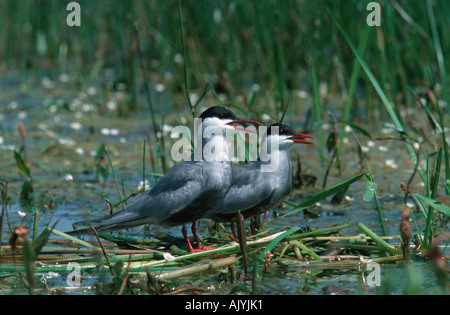 Mignattino piombato / Weissbart-Seeschwalbe Foto Stock