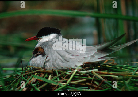 Mignattino piombato / Weissbart-Seeschwalbe Foto Stock