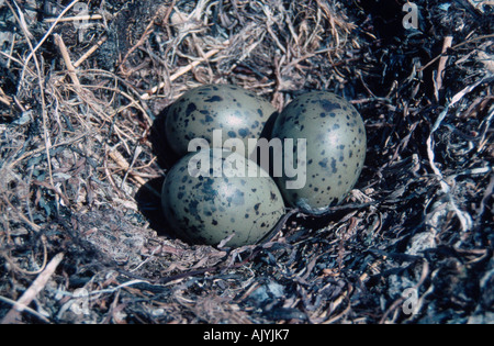 Gabbiano comune / Mew Gull / Sturmmoewe Foto Stock