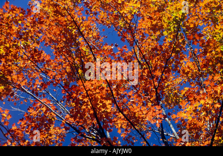 Di colore rosso intenso foglie di acero contro un profondo cielo blu Foto Stock