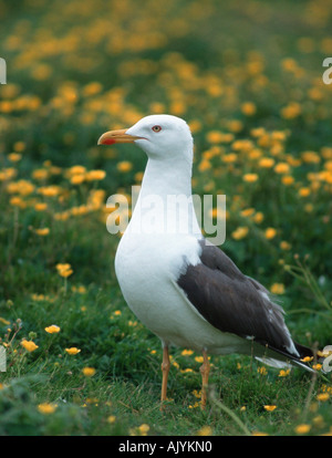 Lesser Black-backed Gull / Heringsmoewe Foto Stock