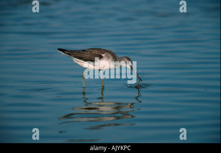 Comuni / Greenshank Gruenschenkel Foto Stock