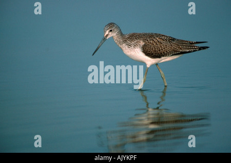 Comuni / Greenshank Gruenschenkel Foto Stock