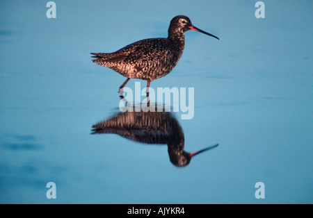 Spotted Redshank / Dunkler Wasserlaeufer Foto Stock