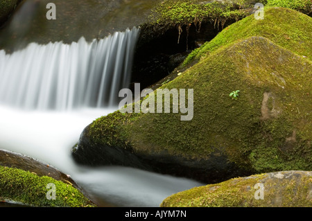 Cascata di muschio in Roaring Fork stream, Great Smoky Mountains National Park, Tennessee, Stati Uniti d'America Foto Stock
