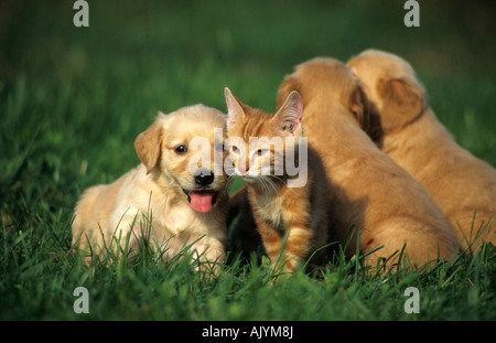 Junger Golden Retriever mit junger Katze | Golden Retriever pup con giovani cat Foto Stock