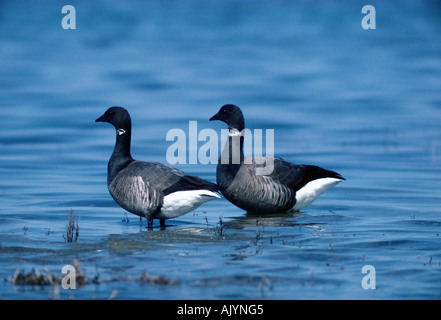 Brent Goose / Ringelgans Foto Stock