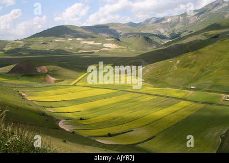 Fiori di campo nei campi di lenticchie sul pianoforte Piccolo, Castelluccio di Norcia in Umbria, Italia Foto Stock