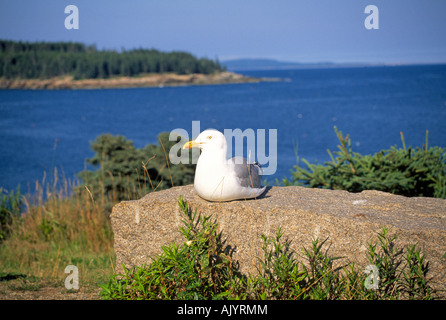 Un gabbiano sulla costa rocciosa del Parco Nazionale di Acadia, Maine Foto Stock