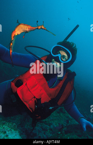 Australia. Nuovo Galles del Sud. Jervis Bay. Immersioni subacquee con drago marino Weedy (Phyllopteryx taeniolatus). Foto Stock