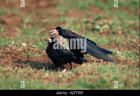 Rook / Saatkraehe Foto Stock