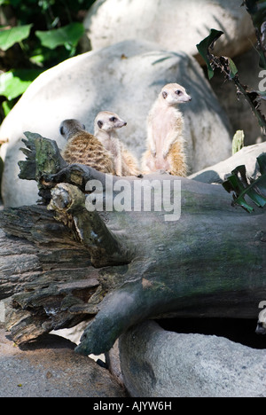 Gruppo di Meerkats Foto Stock