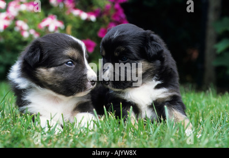 Mischlingshund zwei Welpen auf Wiese Mischling Border Collie und Australian Shepard due incroci di cuccioli su pascoli incroci Foto Stock