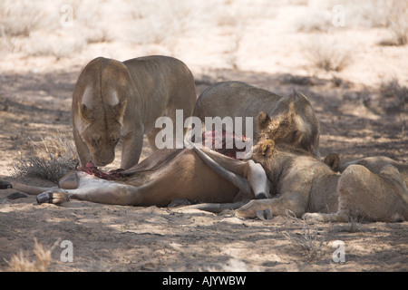 African leonesse con la carcassa nel deserto del Kalahari Foto Stock