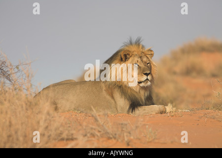 AFRICAN LION panthera leo Foto Stock