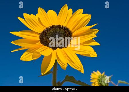 Luminoso giallo dei girasoli contro un cielo blu in Kelowna BC Foto Stock