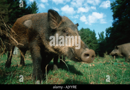 Cinghiale Foto Stock