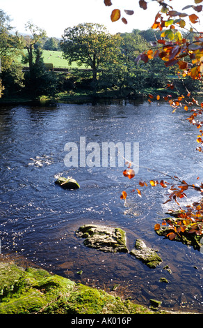 Primo accenno di autunno accanto al fiume Lune vicino il truffatore o Lune in Lancashire Inghilterra UK UE Foto Stock