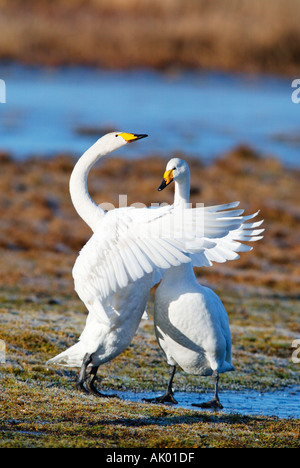 Whooper cigni in amore Foto Stock