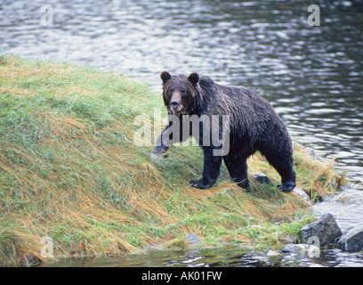 A coastal orso grizzly Ursus horribilis in cerca della migrazione di salmone in un piccolo flusso di salmone vicino a cavaliere di ingresso Foto Stock