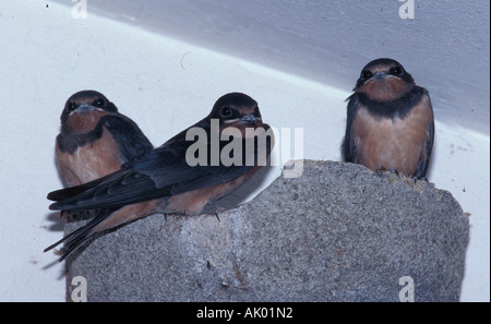 Barn Swallow / Rauchschwalbe Foto Stock