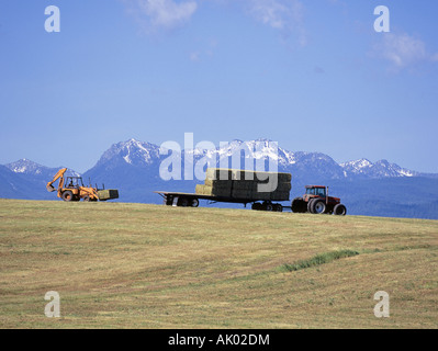 Un proprietario terriero di fieno i carichi sul rimorchio nelle montagne blu orientale di Oregon Foto Stock