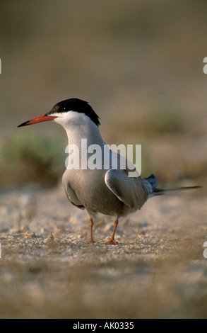 White cheeked terna al sito di nidificazione Foto Stock