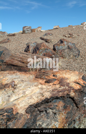 Pietrificato di tronchi di albero di cristallo sul sentiero forestale Parco Nazionale della Foresta Pietrificata in Arizona Stati Uniti America STATI UNITI D'AMERICA Foto Stock