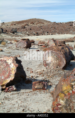 Pietrificato di tronchi di albero di cristallo sul sentiero forestale Parco Nazionale della Foresta Pietrificata in Arizona Stati Uniti America STATI UNITI D'AMERICA Foto Stock